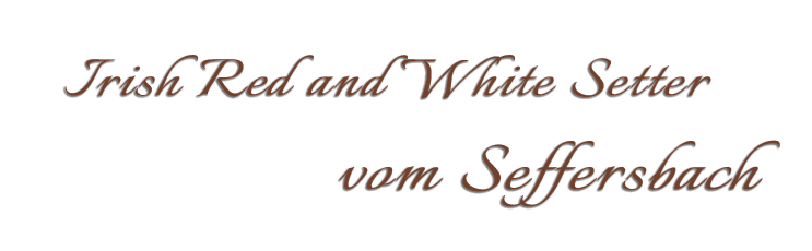 Irish Red and White Setter vom Seffersbach